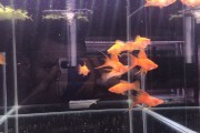 Mieczyk Coral Albino (samce)