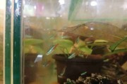 Neon Innesa, bystrzyk neonowy, bystrzyk Innesa