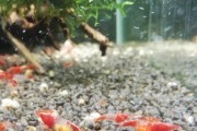 Krewetki Red Rili