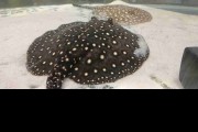 Płaszczki różne odmiany Potamotrygon P14 galaxy 19cm. Cetarius