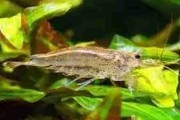 Krewetka Amano na glony. Cetarius