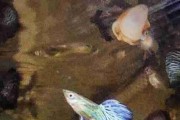 gupik , gupiki Blue dragon snakeskin halfmoon