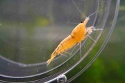Krewetka Golden Snow