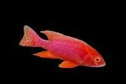 Aulonocara strawberry XL. Cetarius