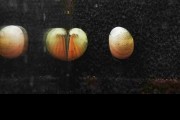 Ślimak Military Helmet WHITE