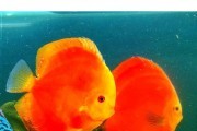 Paletka Red melon