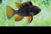 Pielęgniczka Ramireza Czarna (Mikrogeophagus ramirezi). Cetarius