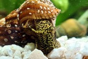 Ślimak Tylomelania Towutensis Yellow Spot