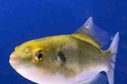 RARYTAS! Bronze Puffer-Auriglobus modestus.