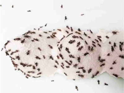 Świerszcze kubańskie ( 3 – 5 mm ) wylęg 300 szt.