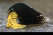Ślimak Tylomelania Yellow