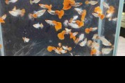 Koi platinum red tail