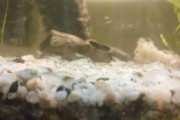 Neocaridina white pearl