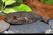 Pao palembangensis. Cetarius