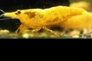 Krewetka Yellow Fire IMPORT