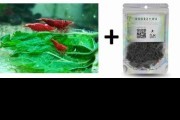 PAKIET 20szt Krewetek Sakura Red + Pokarm Pokrzywa DIM 30g
