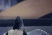 Kirys panda Welon (Corydoras panda). Cetarius