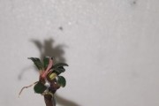 Aranżacja do akwarium Bucephalandra Mini Phantom