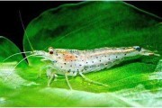 Krewetka Amano XL. Cetarius