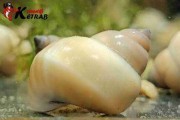Ślimak Filopaludina sumatrensis whizard