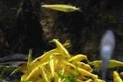 Promocja Krewetka yellow neon line XL. Cetarius