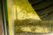 Least killifish, Drobniczka jednodniówka