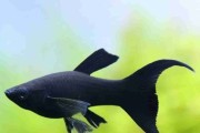 Molinezja księżycowa czarna (Black Molly). Cetarius