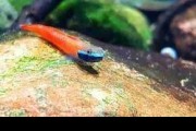 Okazja! Mega Promocja! BABKA ANNIEAE (Stiphodon annieae). Cetarius