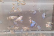 Gupiki Blue grass