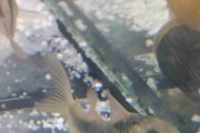 Kirysek sinogrzbietowy - Corydoras zygatus. Cetarius