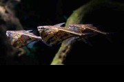 Pstrążenica marmurkowana - Marbled hatchetfish - (Carnegiella strigata). Cetarius