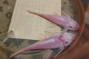 Zbrojnik glonojad ancistrus sp.aff. L144 var. snow