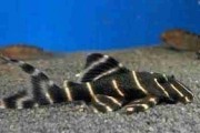 Zbrojnik L 204 - Panaqolus albivermis - 8-10cm . Cetarius