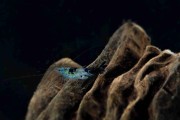 Krewetka Carbon Blue Rili