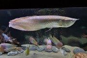 Arowana Silver 60+