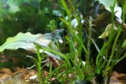 Krewetka Aura Blue