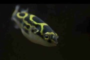 Kolcobrzuch dwuplamy (Tetraodon biocellatus) XL. Cetarius