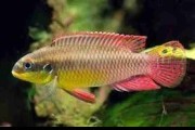 Pelvicachromis taeniatus (Barwniak szmaragdowy). Cetarius
