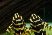 Zbrojnik/glonojad L333 DUŻE POLSKA HODOWLA, WYSYŁK
