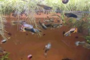 Gupiki MIX