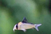 Kirysek Adolfa - Corydoras Adolfoi. Cetarius