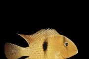 Guianacara owroewefi! Cetarius