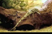 Zbrojnik drobny (Rineloricaria parva) 12 - 14 cm. Cetarius