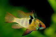Pielęgniczka Ramireza. Cetarius