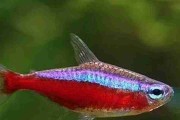 Promocja Neon czerwony. Cetarius