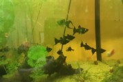 Molinezje Black Molly
