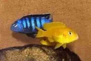 Pyszczak Saulosa (Pseudotropheus saulosi). Cetarius