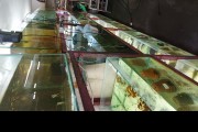 Hodowla ryb akwariowych
