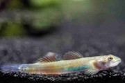 Promocja. Babka Red Papua Goby - Lentipes cf. multiradiatus. Cetarius