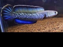 ASSAMESE CHANNA  CHANNA STEAWARTI